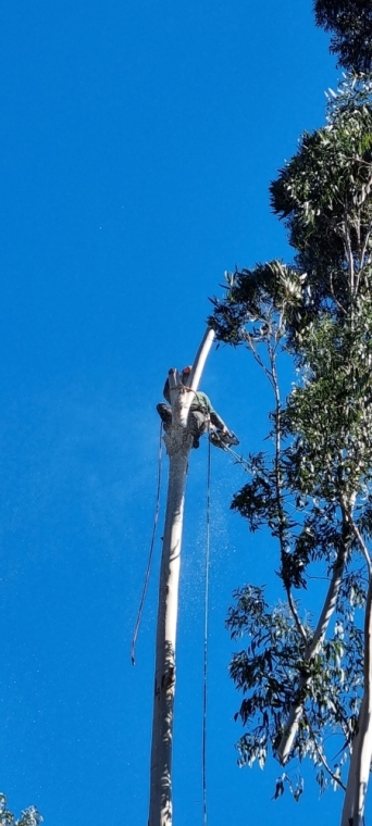 Abatages d'Eucalyptus à Cannes , Roquefort-les-Pins, Les Jardins du Paradis