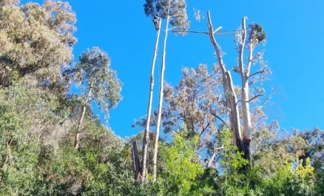 Abatages d'Eucalyptus à Cannes , Roquefort-les-Pins, Les Jardins du Paradis